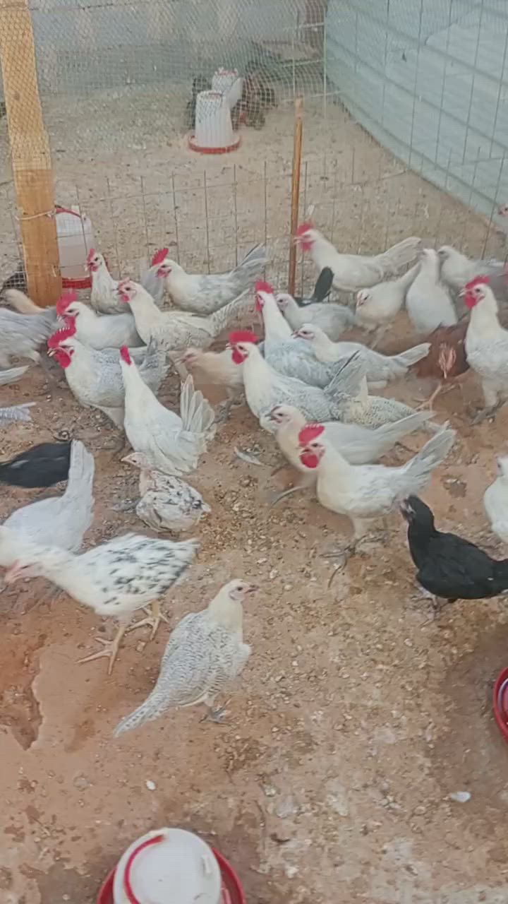 دجاج فيومي الأمنيوم للبيع العمر 4 اشهر سعر الزوج 35 الرمادي -5 كيلو ***********
