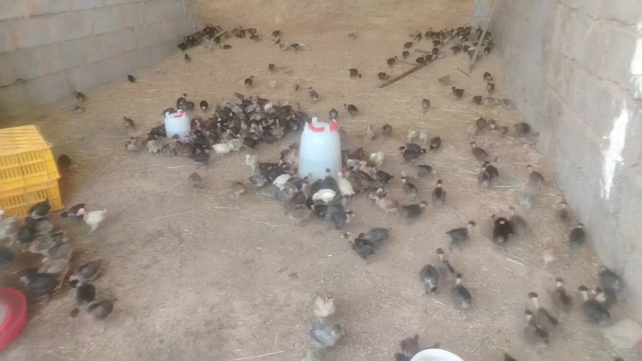 متواجد افراخ عرب اعلط ابو رگيبه العمر 30يوم الجوز 5000
للستفسار الاتصال ***********

