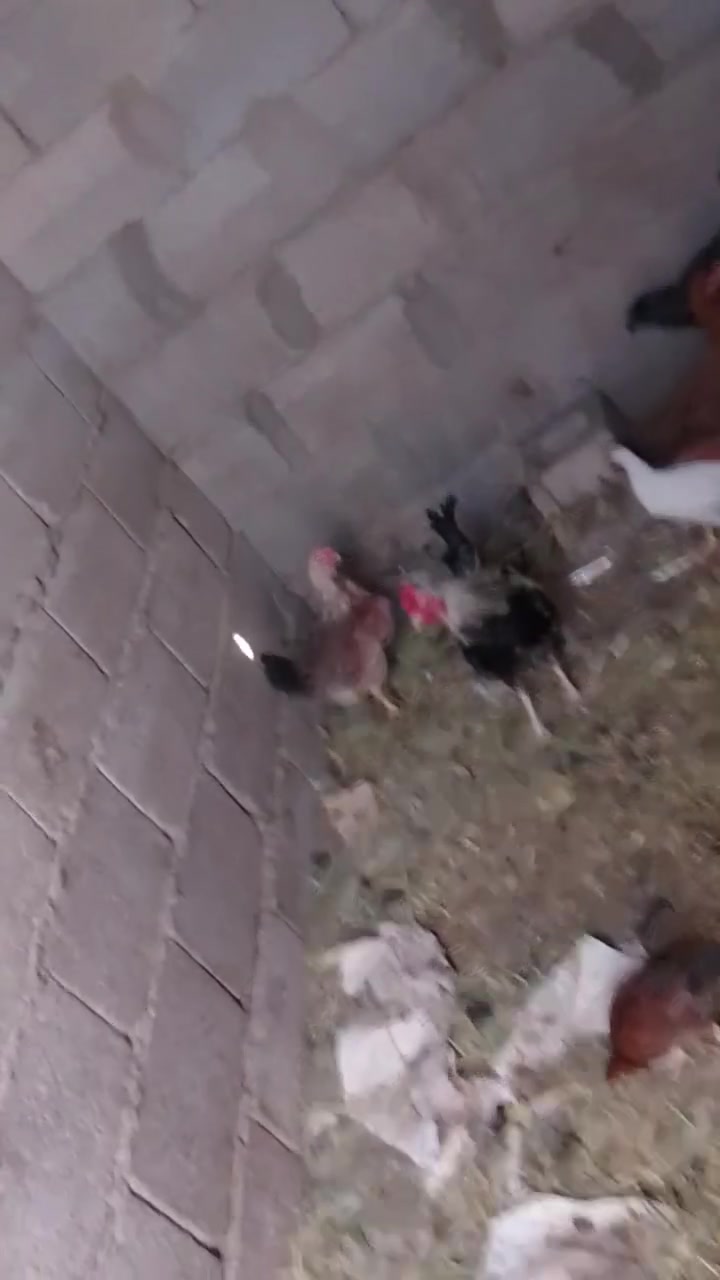 سلام عليكم ستوته اللبيع موديل 14كلك مكينه ما مفتوحه اكسن جديد بدي جديد شاصي قطرت الحيم ما بيه السعر 750وبيها مجال مكان قضاة النصر ***********
