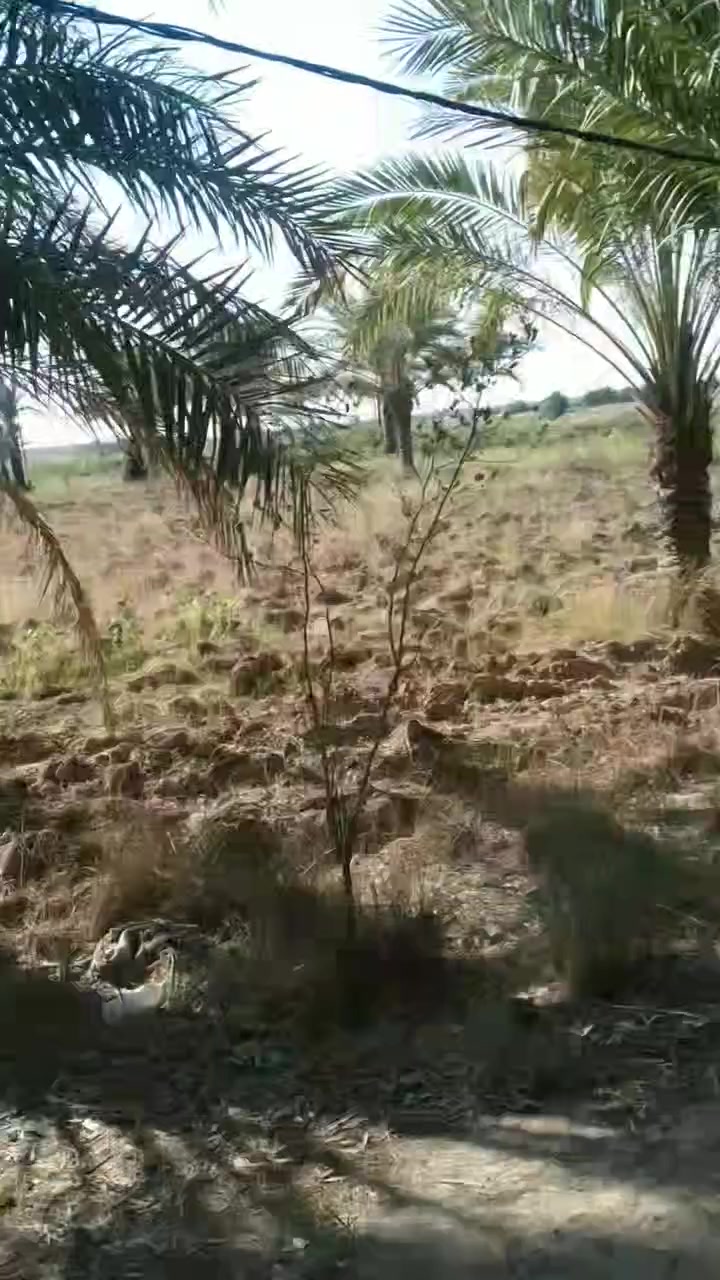 السلام عليكم ورحمه الله وبركاته أرض للبيع ثلاث دوانم زراعي سند 35في التاجي قريه البطه والسواعد كامل الخدمات ماء كهرباء ماء سقي الموبايل ***********
