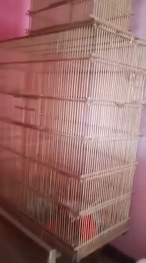 قفص تكاثر كبير
العمق مالته  60 وارتفاعه 140

والعرض 120  خشب جاوي متيبر ومسقول كله مستخدم 4اشهر

ومتروك اركانه براغي ونتات وبي جوه طلاكه للتنضيف ، اربع بوب صغار ثنين للاكل وثنين للاعشاش  وباب رئيسي  بالوجه، وزنه خفيف بالنسبه لحجمه

سعره ١١٠ وبي مجال الاستفسار *********** مكاني ناصريه مركز
