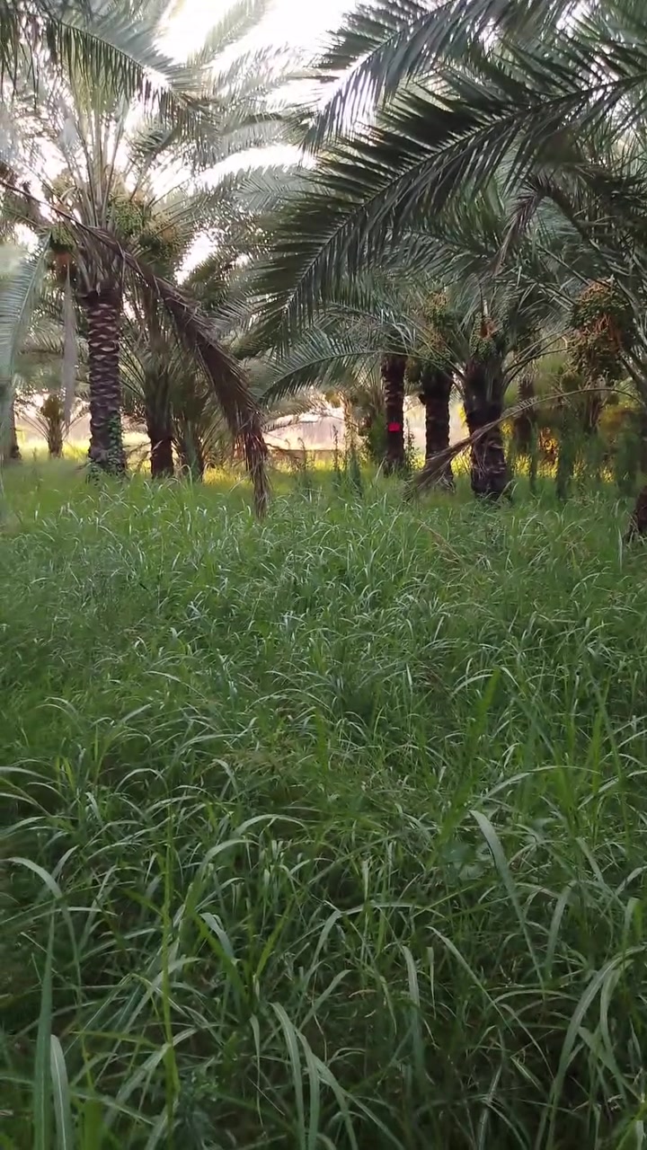 ***********
رقم الهاتف
