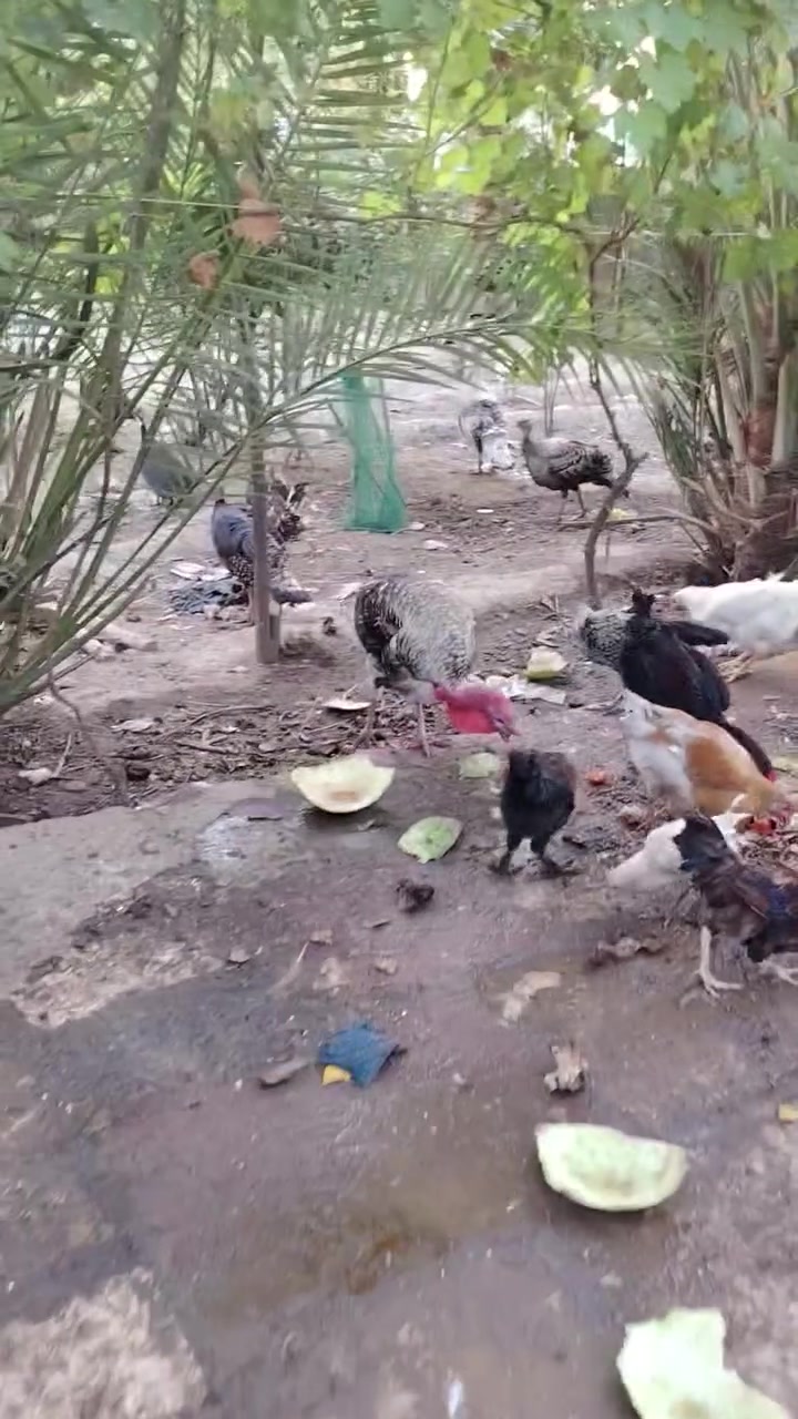 السلام عليكم البيع وز  فسيفس ودجاج  وديوك المكان هيت الاستفسار أكثر عل رقم ***********
