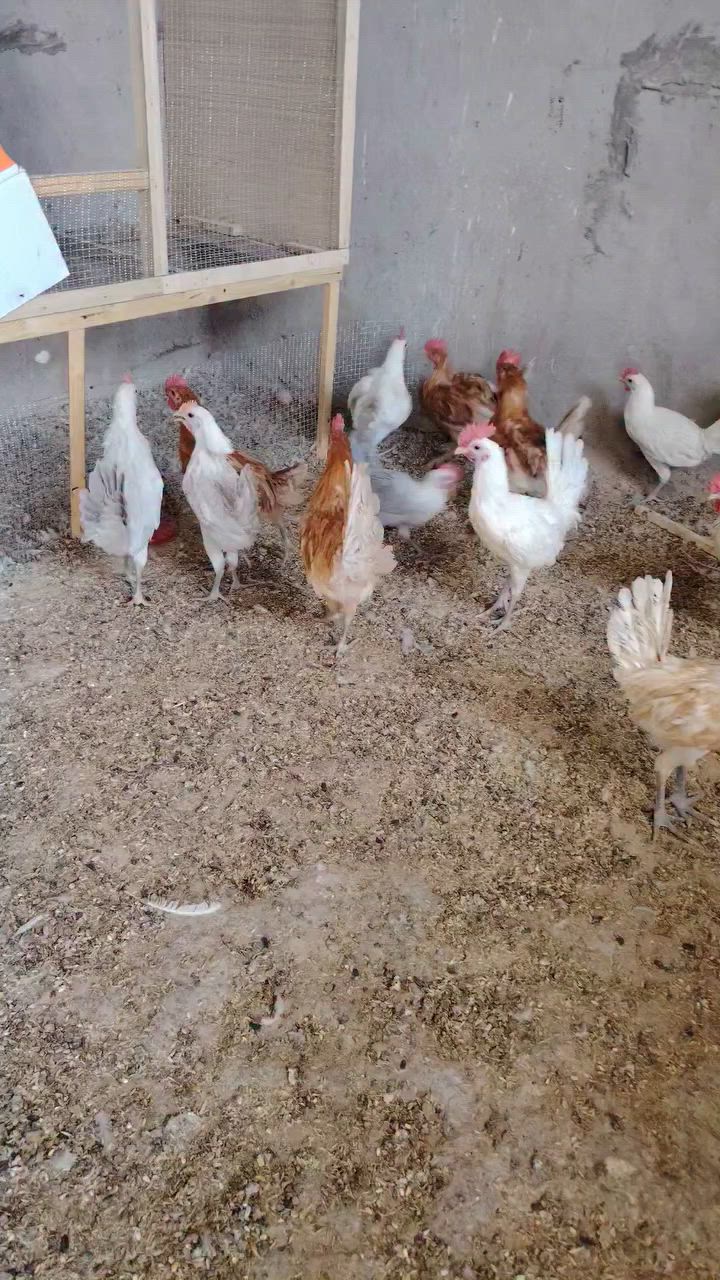 بفضل الله تعالى
توفر ديوكه فيومي المنيوم وفيومي اورنج عمرهم 3اشهر نص أو أكبر

كورك ***********

السعر تك ب10الف إذا شلع بي مجال بسيط

كورك ***********

اسيا ***********

مكاني تلعفر اكو توصيل حسب اتفاق
