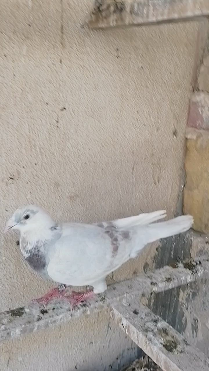 ٤ حمامات ***********
