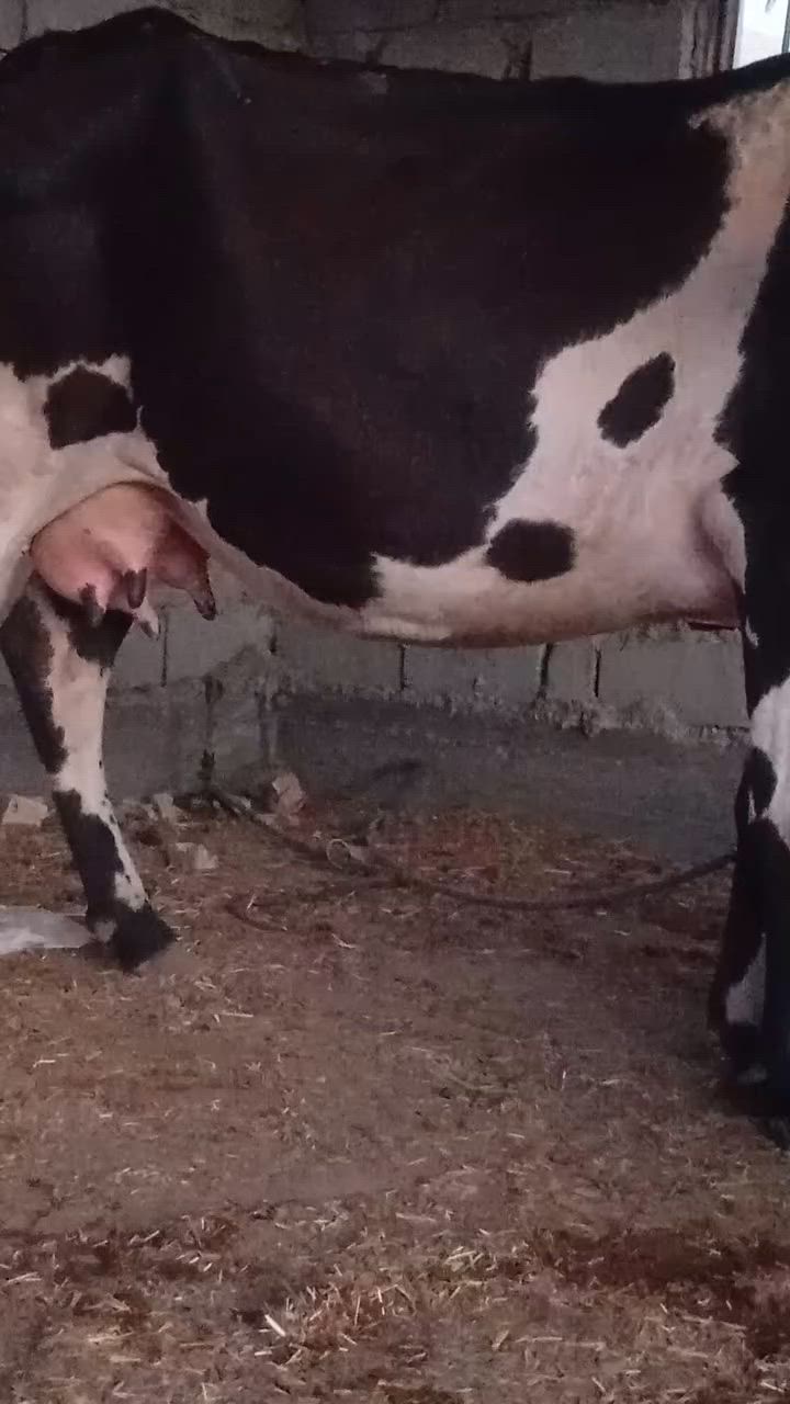 بقره هوشتاين وراها فحل حليب ودسامه وهداوه خير من الله متعهده بكافه شروط الجني بابل ناحيه الشوملي السعر ٢٨٥٠ وشراي يدلل للاتصال *********** واتساب *********** يوجد توصيل لبعض المحافظات وحسب الاتفاق
