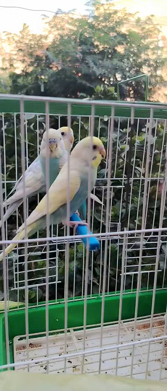 سعر ٦٥ الف مع القفص طيور حب رنبو
البياع حي شهداء خلف سوق رضا ***********
