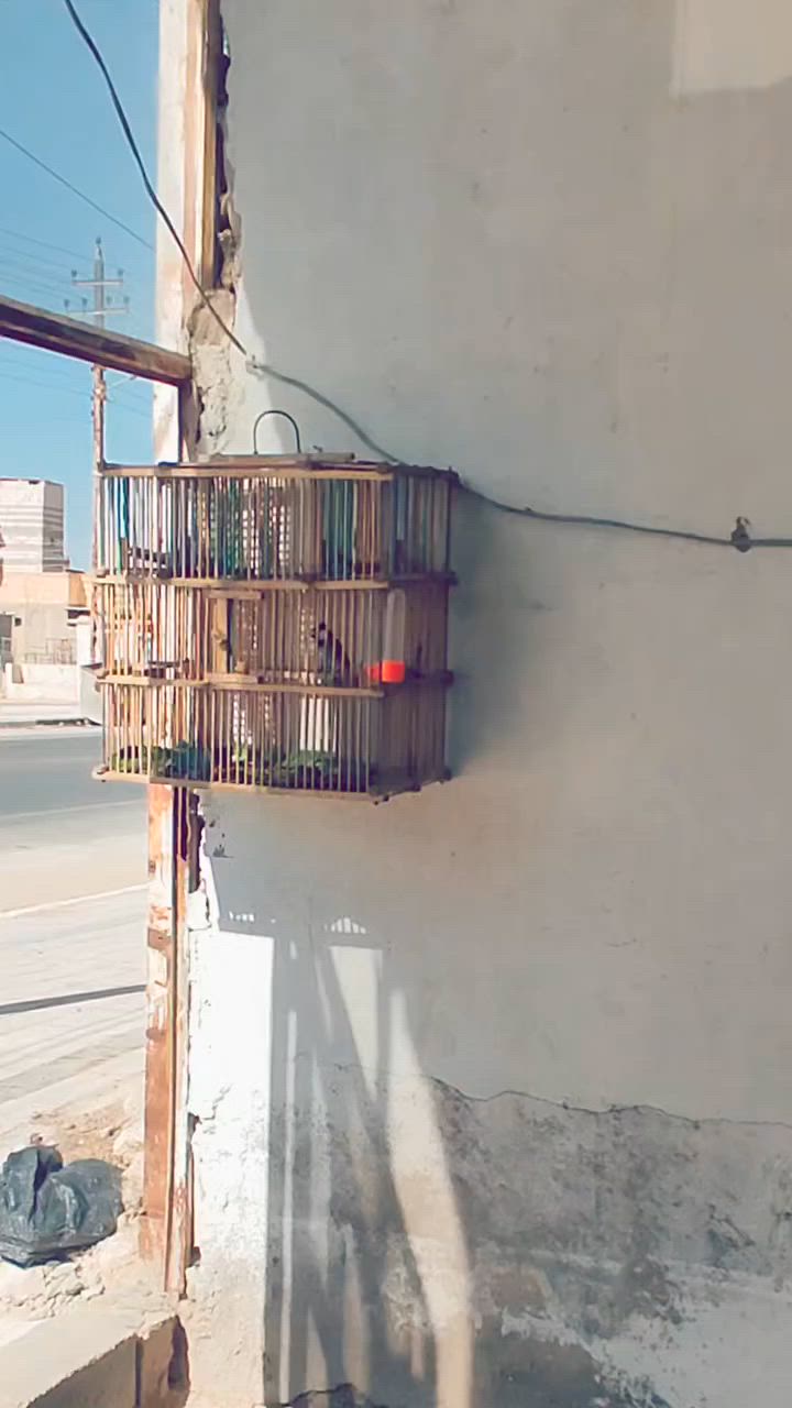 السلام عليكم متاح بلابل لبيع سمع صوت مالته يالله تخابر بلابل كلش قوي مال تخرج مكاني كرنه بلي منصور مجلس بلدي شراي يتصل ***********
