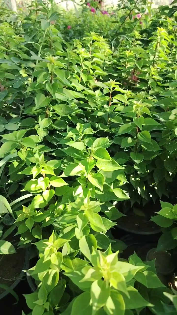 سلام عليكم جهنمي قزم سندانه 19
ديالى الخالص ***********
