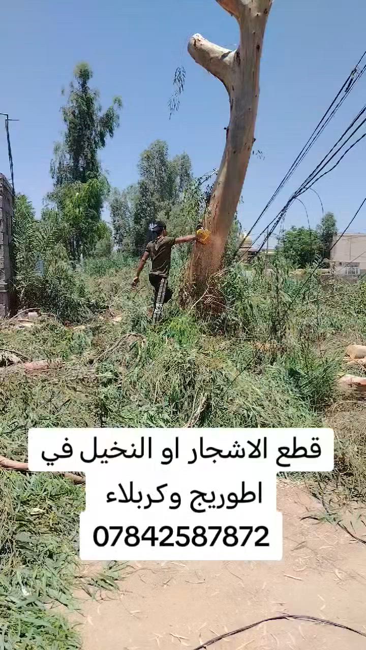 قطع الاشجار او النخيل في اطوريج وكربلاء ***********
