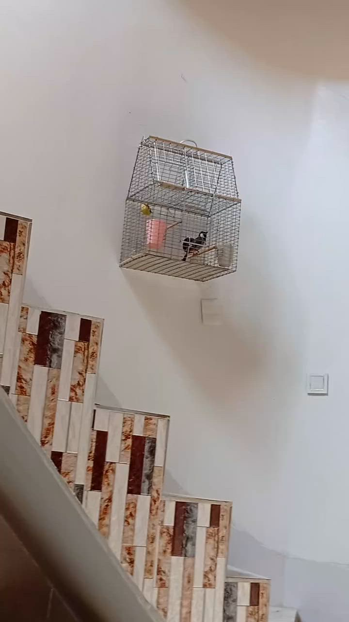 بلبل للبيع جالس فول فحل ***********
