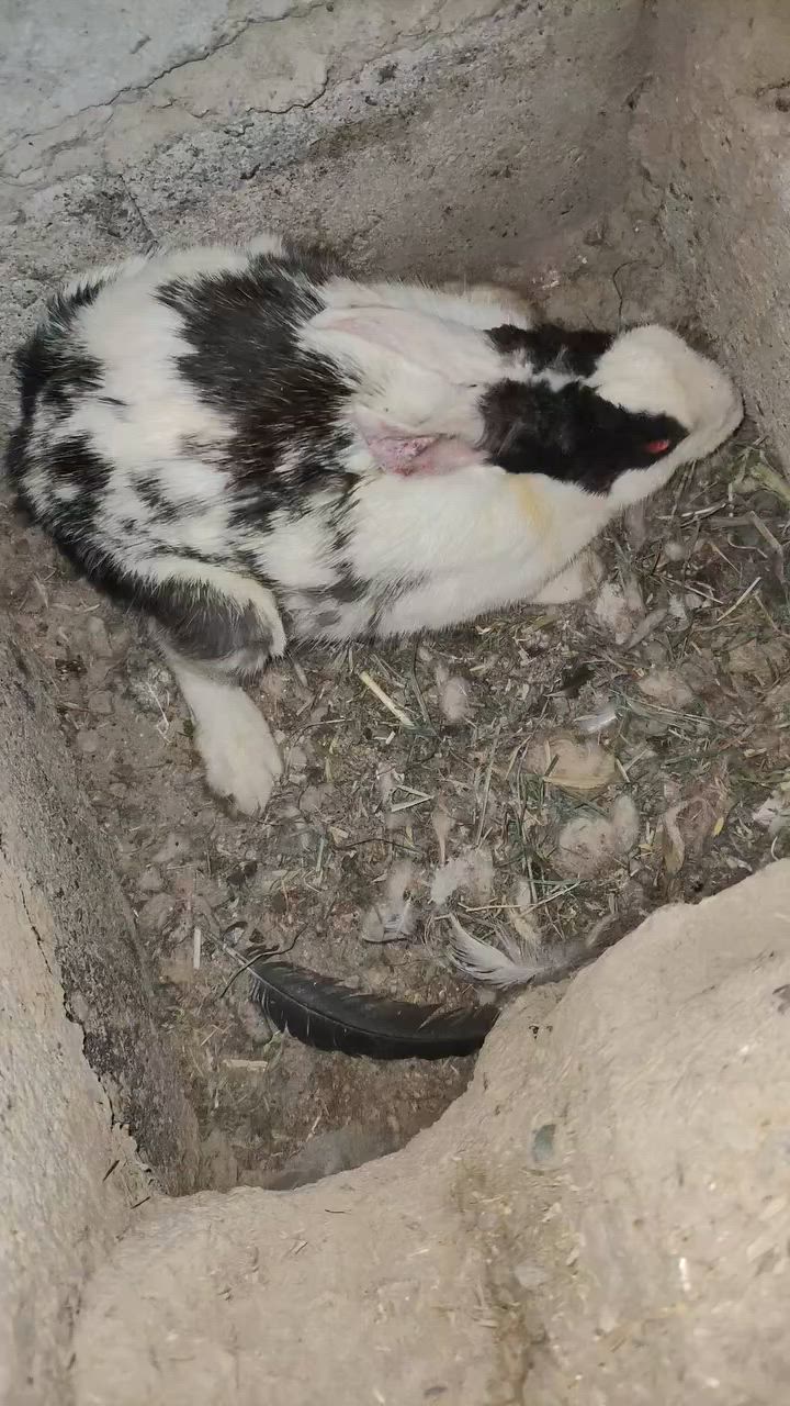 فحل ونثايه عشره 
***********
