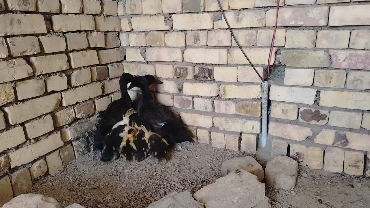 بش امريكي عدد 3 عمر شهرين وبش مصري عدد 6


**إذا كنت صاحب هذا الإعلان وتريد حذفه لأي سبب، رجاءا أرسل رسالة إلى الدعم الفني**