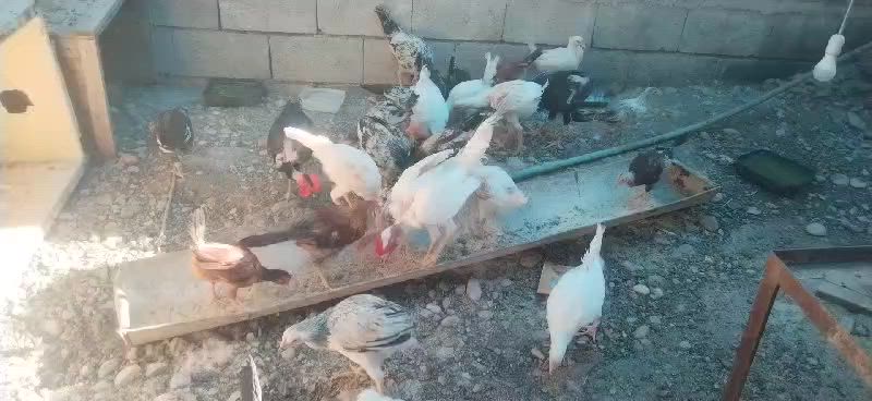 50 باڕە کوردی زۆر جوان بەشەرت
ساغو تەندروستن جوتی 15 هەزار 
*********** 
کەلار ڕزگاری
