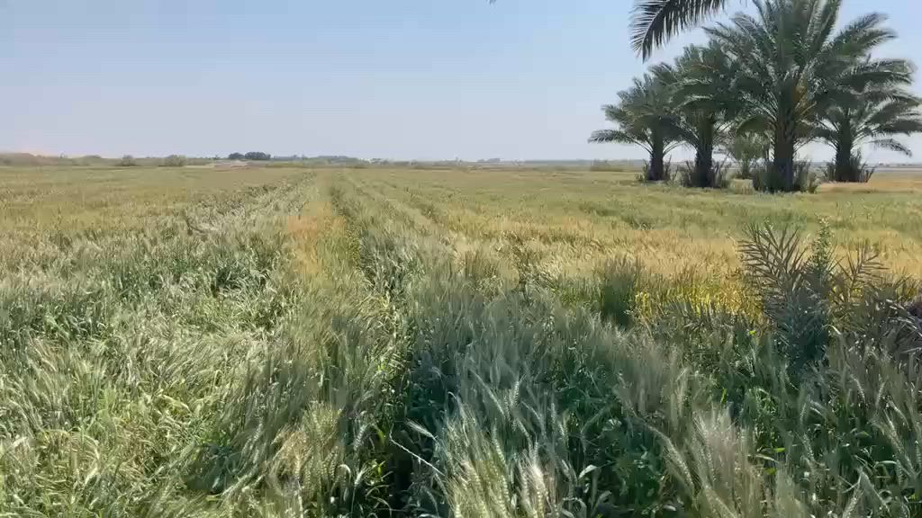 السلام عليكم ارض زراعيه 50دونم طابو زراعي سند 25 تحويل مباشر حصه ماء سقي صيف شتا شرط  تبعد عن التبليط الحولي الجديد 100متر وعن ممركز المدينه واحد كيلو ارض ترهم سكنيه زراعيه سكن كلشي ترهم المكان الصويره مركز المدينه سعر الدونم 8 مليون


**إذا كنت صاحب هذا الإعلان وتريد حذفه لأي سبب، رجاءا أرسل رسالة إلى الدعم الفني**