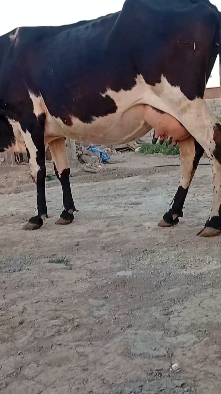بسم الله الرحمن الرحيم                 ربنا آتنا من لدنك رحمة وهيء لنا من امرنا رشدا
صدق الله العلي العظيم 

ابقار عدد 2خط اول وحده خشنه عملاقه هوشتاين وراها فحل والثانيه سمنتال وراهه بجر جمه عرموطه حليب ودسامه خير من الله متعهدات بكافه شروط الجني بابل ناحيه الشوملي للاتصال *********** واتساب *********** يوجد توصيل لبعض المحافظات وحسب الاتفاق
