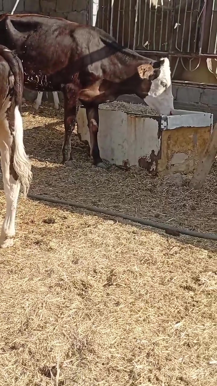 اباجير سمنتال الاصلي شرط نوع حلاب
وحده عمر سنه خشنه والثانيه عمر ٧ اشهر متعهدات بكافه شروط الجني بابل ناحيه الشوملي السعر التك ١٦٥٠ للاتصال *********** واتساب *********** يوجد توصيل لبعض المحافظات وحسب الاتفاق
