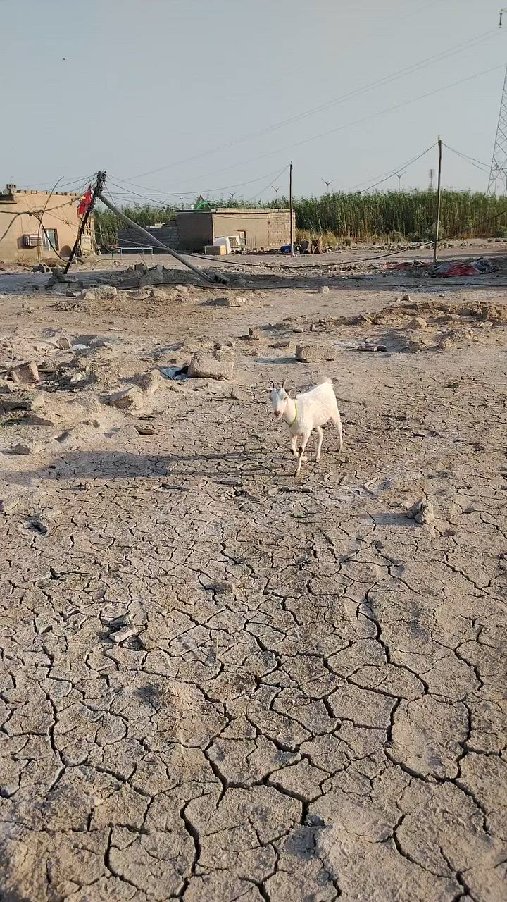يا الله سلام عليكم صخله قطريه حاطه عليها 4 اشهر 300وبيهاا مجال مكان كوت حي الجوادين مقابيل السياسيين اتصل وبيك خير وتدلل ***********
