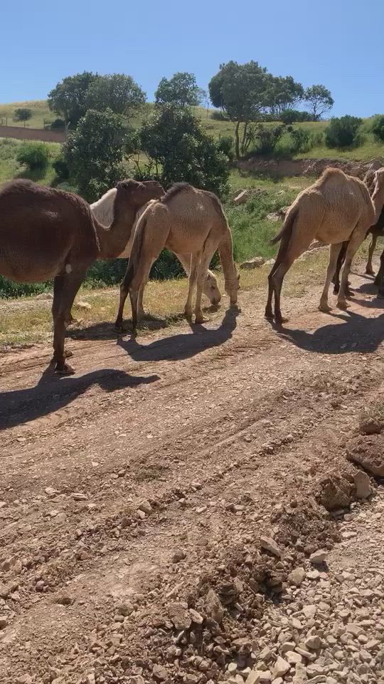 ‎ئه رد ل باجلوري بلنداهيا سه دا دهوكي بو فروتني ئه رد  ماليه ئه رد ژ (1 دونم) ده سپي دكه ت هه تا (12دونم)  ريك دجيته ناف ئه ردي دا جهه كي بلند و خوش و ديمه نه كي جوان ئه رد دونم ب دونم دهيته فروتن سعر مناسب  
Tell-korak- ***********
Tell-viber-wathapp-korak- ***********
