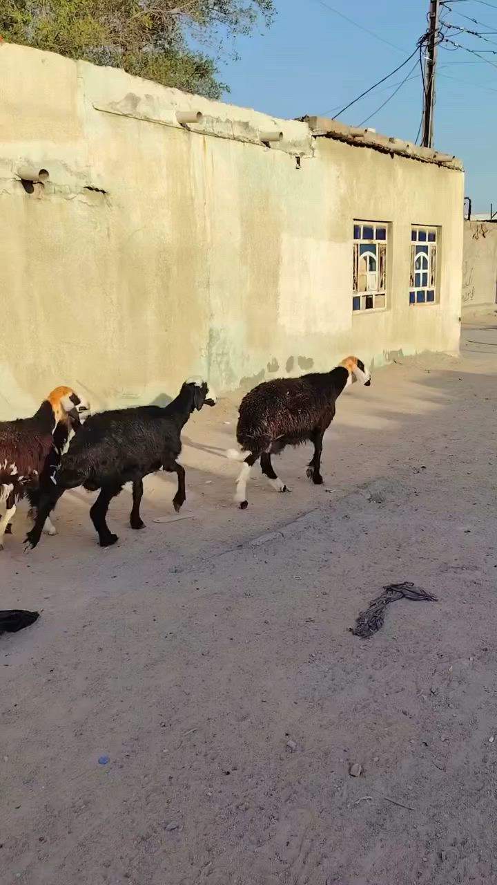 ياالله نعجات نجديات مال جناي للبيع سعر لوحده ٨٥٠ هي وطليه العنوان البصره زبير *********** يوجد توصيل داخل لبصره
