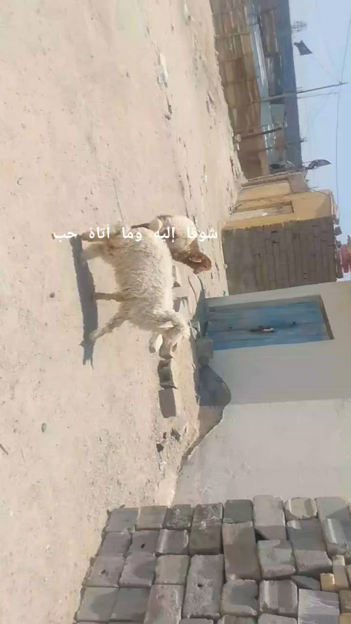 يا الله طليان نثيه وفحل صاحيات شرط الصحه وسلمات من كل عيب وين راحوا جنايه على باب الله سعره بلاش الواحد 245وبيهن مجال المكان البصره الزبير وشراي يتصل بلخدمه بيه وتساب موجود ***********خوان تفاصيل اكثر خاص والا يوجد حجز
