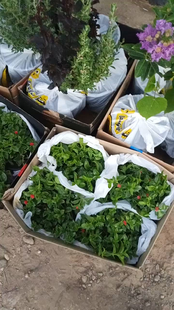 تجهز طلبات المتابعين الزبائن
من الكاريزيا المثمر والنباتات المتنوعه
سارعو بل حجز قبل نفاذ الكميه للحجز والاستفسار مراسلة الصفحه أو الواتساب 
***********
