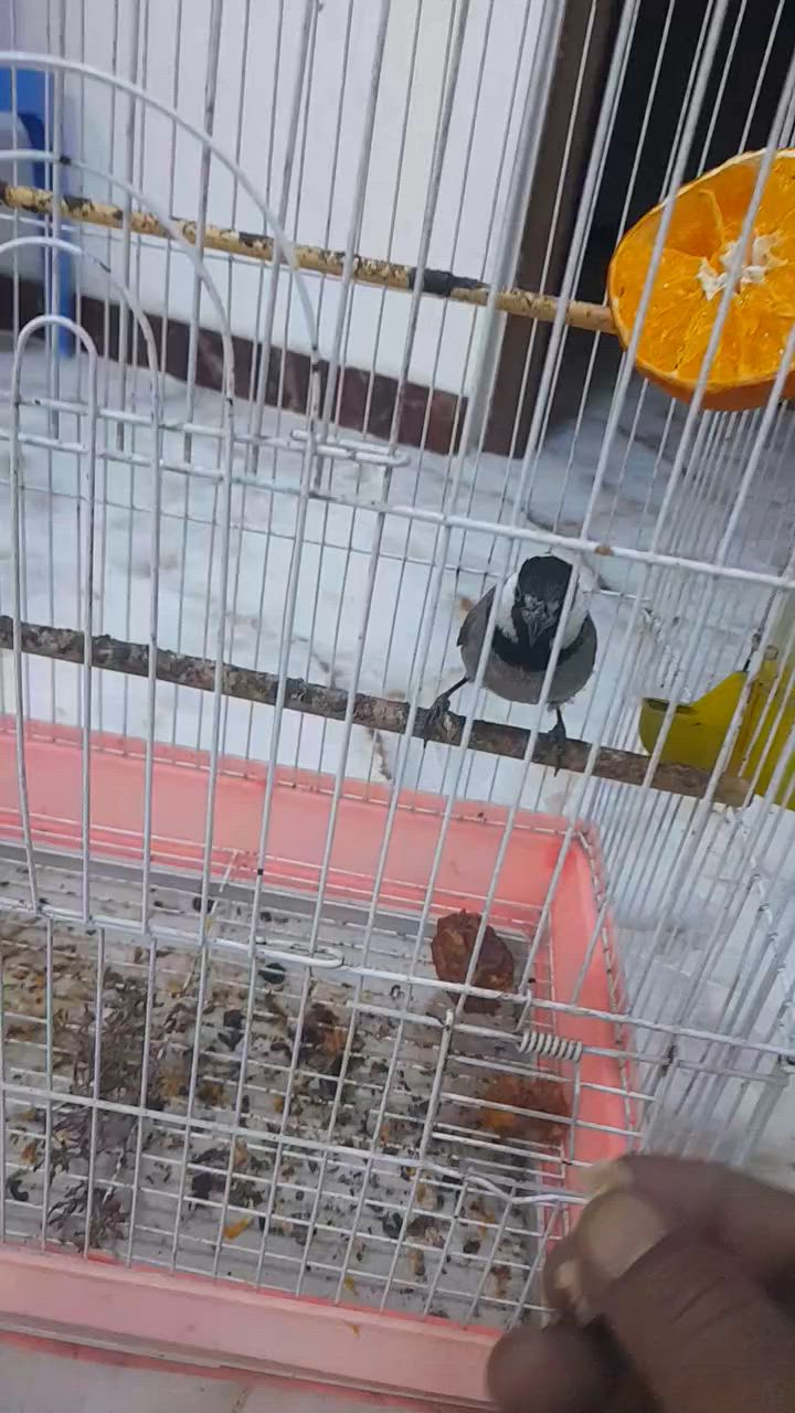 بلبل أليف للبيع قيم واخذ مكان ديالى شهربان عمره سنه


**إذا كنت صاحب هذا الإعلان وتريد حذفه لأي سبب، رجاءا أرسل رسالة إلى الدعم الفني**
