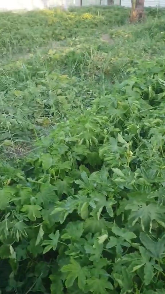 سلام عليكم نص دونم للبيع عنوان صويرة سدة بيت حسوني جوميسة الشرقية الأرض مزروعة مثل ما موضح بل فيديو للتواصل ***********
