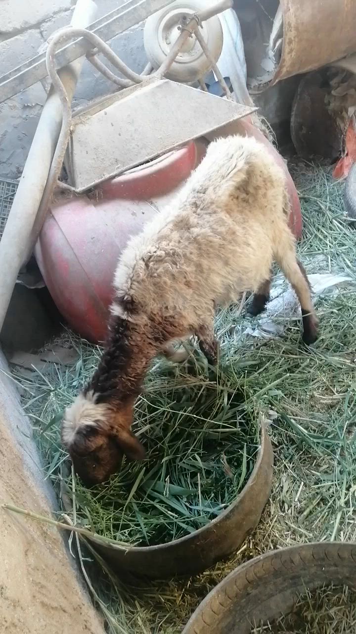 نعجه لبيع صاحيه مناسبه ترهم نذر ذباحه جني
المكان دوانيه قضاء الشاميه
السعر ١٦٥ بيه مجال للشراي يخابر بيه خير ويدلل ***********
