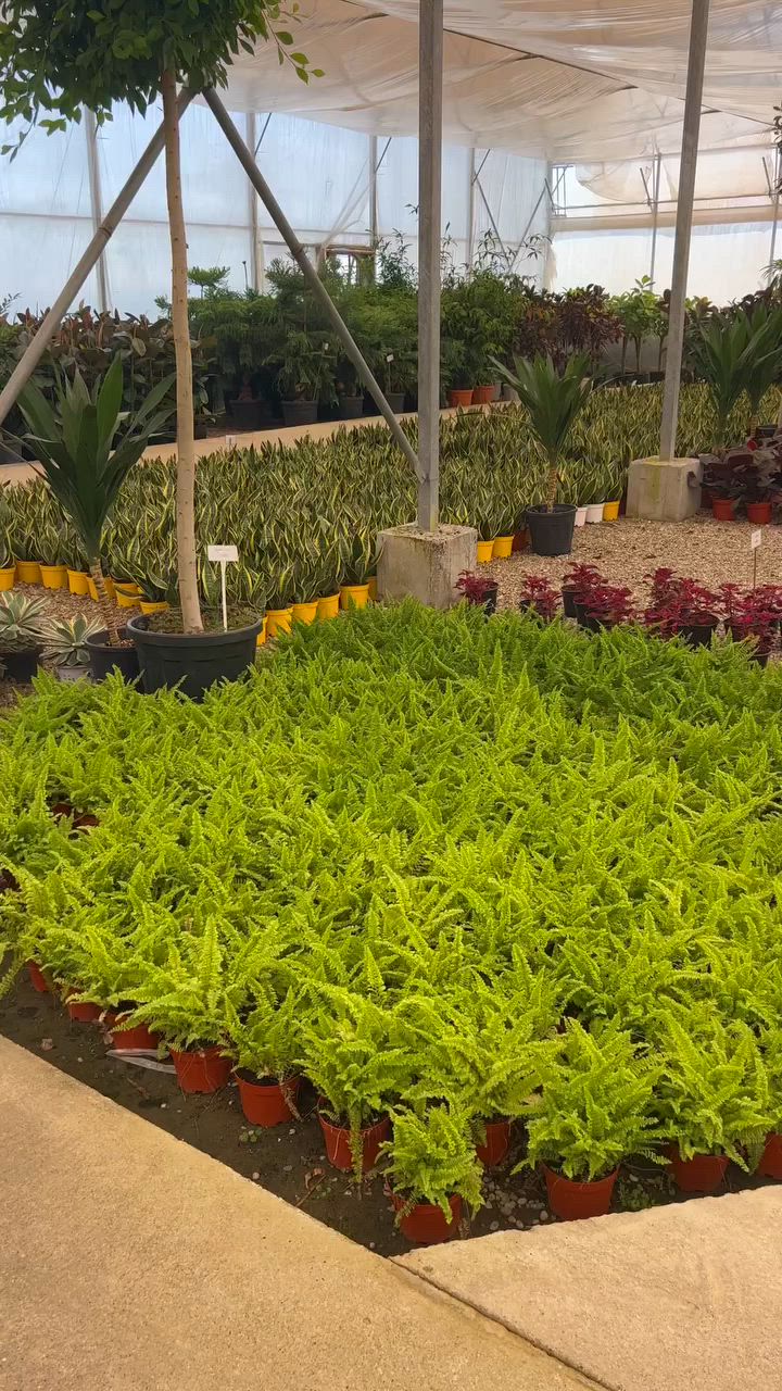 تحياتي لكم من القلب ♥️

#التميز عنوننا 😍
عالم نبتات 🌱
وفرنالكم اليوم احلا وجبه جديده من النباتات والوردو ضليه الطبيعيه 
وبشرط باسعار جمله حصراً🌷

#عروض_مشتل_فلامينكو_مستمره

#اكسبلور_ديالى_خانقين_بغداد_حمرين_جلولاء_سعديه_كلار_كركوك_سليمانيه_اربيل_عراق_نباتات_طبيعيه_حله_موصل

🏢 الـعـنـوان: { ديالى - خانقين  - شارع جودليه - خلف مدينه العاب الجديده من جهة ملعب الشهيد حسين منصور }
يوجد لدينا خدمة توصيل 
***********🚛
