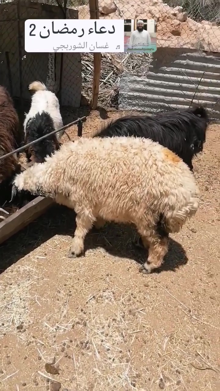 السلام عليكم طلي ابن السنه شكه طويله  للبيع العنون الانبار قضاء عنه ناحية الريحانة ***********
