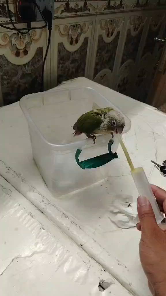 سلام عليكم كنيور للبيع  مستعجل
علا  بيعته يي ستفسار ***********
