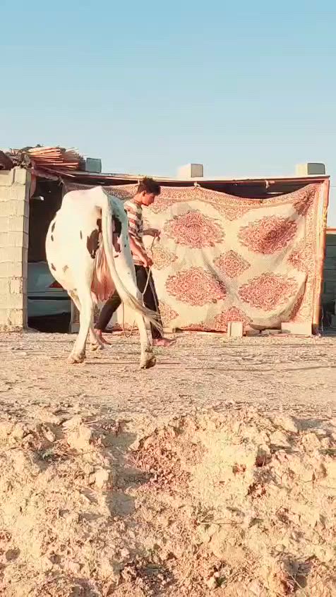 صلوات على محمد وآل محمد هشه والد  جواها ذكر 
عله كل عيب  تلقيح دابه فول مواصفات هداوه فول الجاهل يحلبه حليب ودسامه خير من الله وين اليدور منيحه مال بيت المكان العماره الرقم ***********
