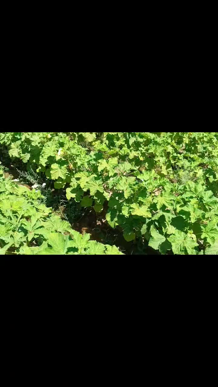 ارض زراعيه للبيع 40 دونم عقد 35 مع بيت بناء عادي متوفر كهرباء خط 11 وخط محولة ماء  اسالة+نهر خاص من الغراف مع مضخة كهربائية وكاز حاليا مزروع بيها مخضر   العنوان واسط قضاء الحي جانب شط  الغراف الايمن تبعد عن شط الغراف والتبليط 700 متر للتواصل خاص او واتساب او اتصال على الرقم ***********
