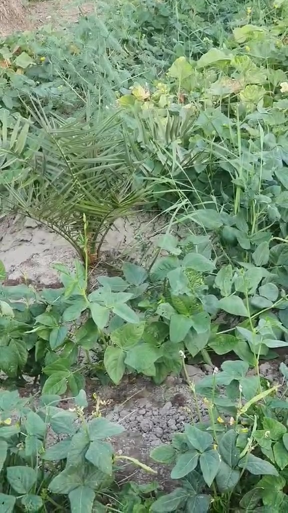 سلام عليكم نص دونم للبيع عنوان صويرة سدة بيت حسوني جوميسة الشرقية الأرض مزروعة مثل ما موضح بل فيديو للتواصل ***********
