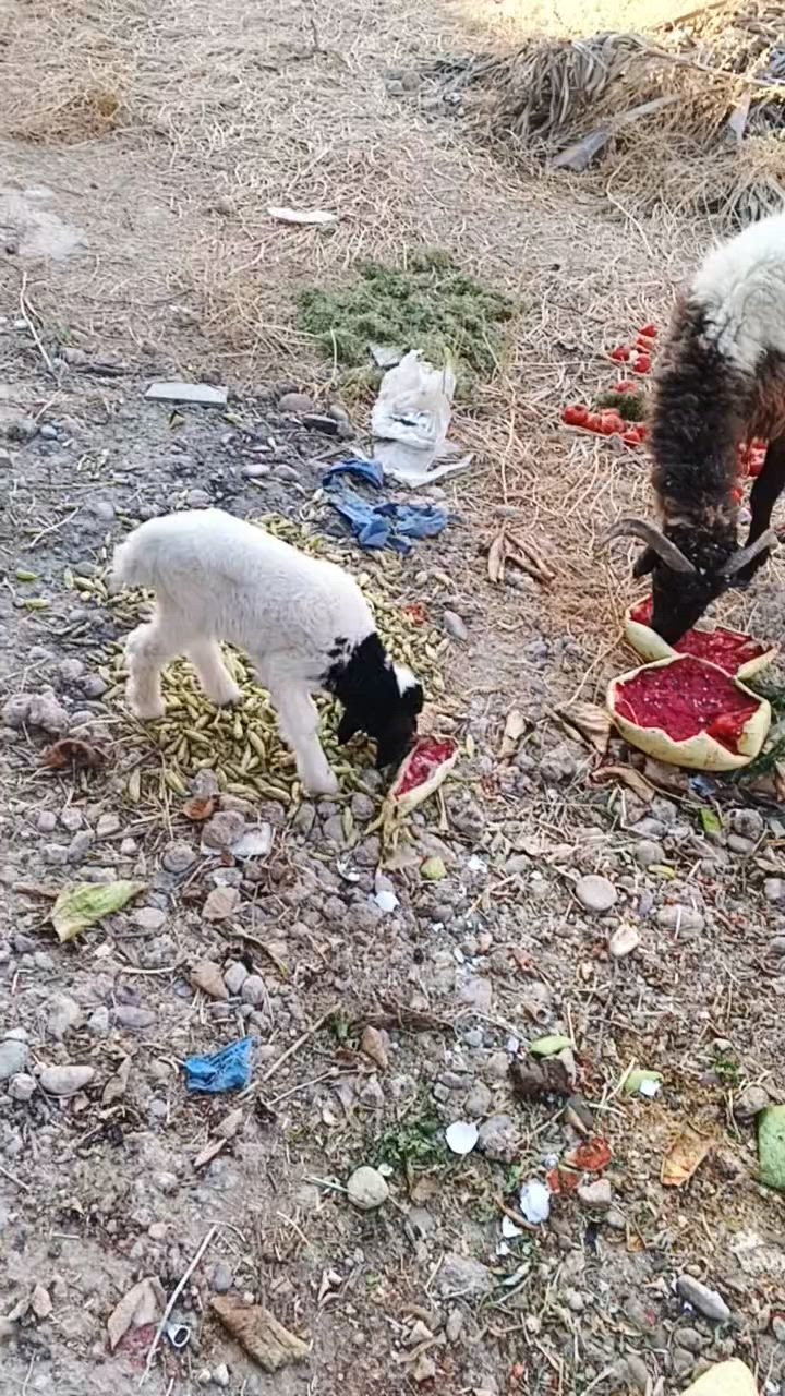 السلام عليكم نعجة وطلي فول نشاط
المكان تكريت الديوم *********** واتساب
