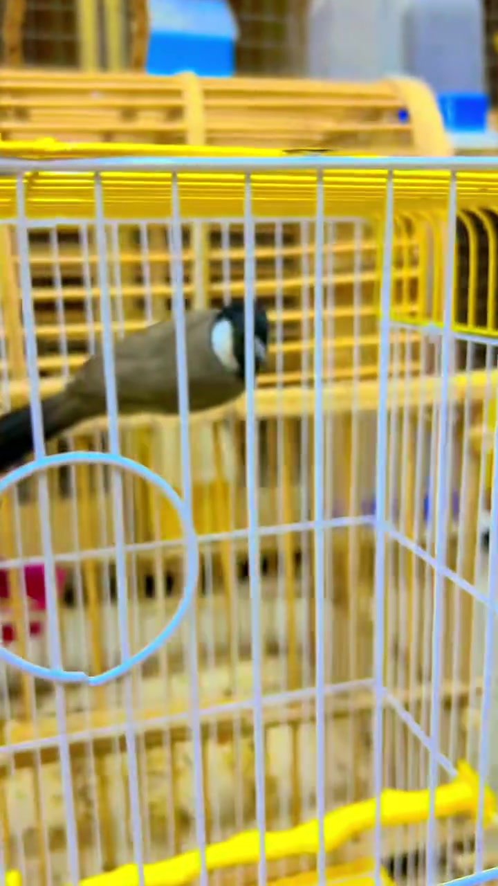 كلشي وسعره ***********
