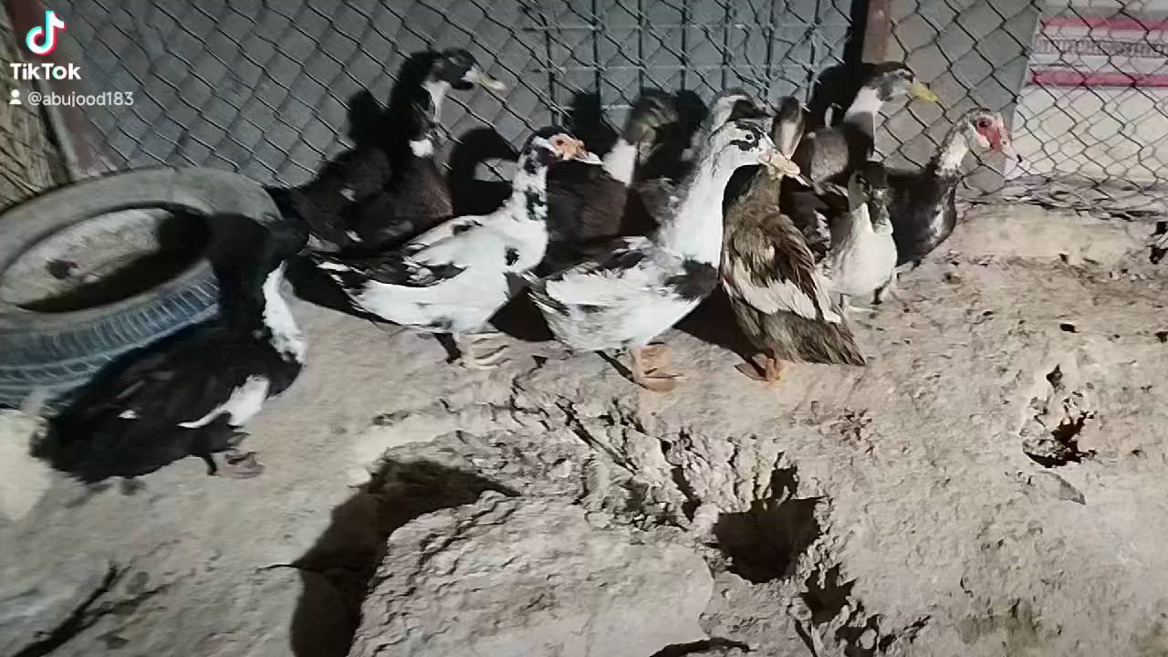 بسم •اللّـہ̣̥ ماشاء •اللّـہ̣̥ .
متاح بط. عراقي عدد 9 اناثي 7 و 2 ذكورة ...
بياض وكبار السعر 70 وبي مجال بصيط ...
اناثي بط.مصري عدد 2 السعر 25 ...
 ...مكاني بروانة.../...*********** ...
