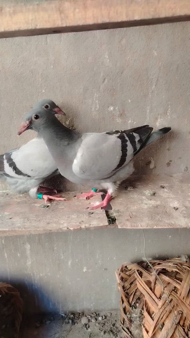 السلام عليكم ٦ فرخات درجه أوله مثل ما واضح بل صوره طيور خشنات ملقحات لقاح بلجيكي بعدهن جوه امهاتهن سعر الزوج ب ٢٠ الف مكان بغداد مدينه الصدر ماكو توصيل *********** ابيع كلهن مابيع منهن
