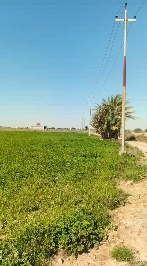 📣 للبيع: قطعة أرض زراعية (سند قرار 25) - منطقة شويفي
​الموقع: محافظة واسط — ناحية الحفرية — منطقة شويفي (مقابل شركة التاج).
​📐 تفاصيل ومميزات الأرض:
​المساحة المتبقية: 4 دونم (من أصل 6 دونم).
​الوضع القانوني: طابو زراعي (سند قرار 25)، ملك صرف، المعاملة كاملة وجاهزة للتنازل في دائرة التسجيل العقاري.
​الخدمات: الأرض واصلها (ماء وكهرباء).
​الموقع: تبعد مسافة 1 كيلو متر فقط عن الشارع العام (سهولة وصول الآليات والسيارات).
​المكان: موقع متميز ومستقر، مقابل شركة التاج.
​📞 للاستفسار المباشر أو المعاينة، يرجى الاتصال على الرقم:
***********
