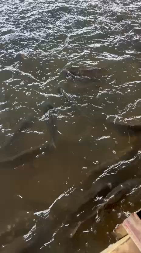 الحجز مفتوح ***********
دجاج حي محلي  3500
طازج ونظيف جوده مضمونه 
سمك حي تازه ب 5500
أفخاد صدر فريش ب 5500
اجنحه فريش 5000
سمك ودجاج مسكوف حار ع الحطب الحمضيات 

العنوان بسمايه الشارع العام 
متوفر توصيل
