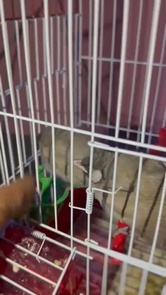 بلابل شرط دياله سعر الواحد 35بي مجال قليل
العنوان بصره قرب جامع الكواز  
***********
