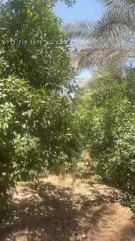 #العالمية للعقار
🌴 فرصة مميزة في الراشدية 🌴
للبيع بستان ملك صرف بموقع هادئ وطبيعة جميلة، يضم نخيلًا وأشجار مختلفة ، ليمنحك أجواءً ريفية رائعة وفرصة استثمارية واعدة في آنٍ واحد.
✅ ملك صرف�✅ أشجار مثمرة ومتنوعة�✅ موقع هادئ ومميز
📞 للتواصل: حسين القريشي ‭***********‬
