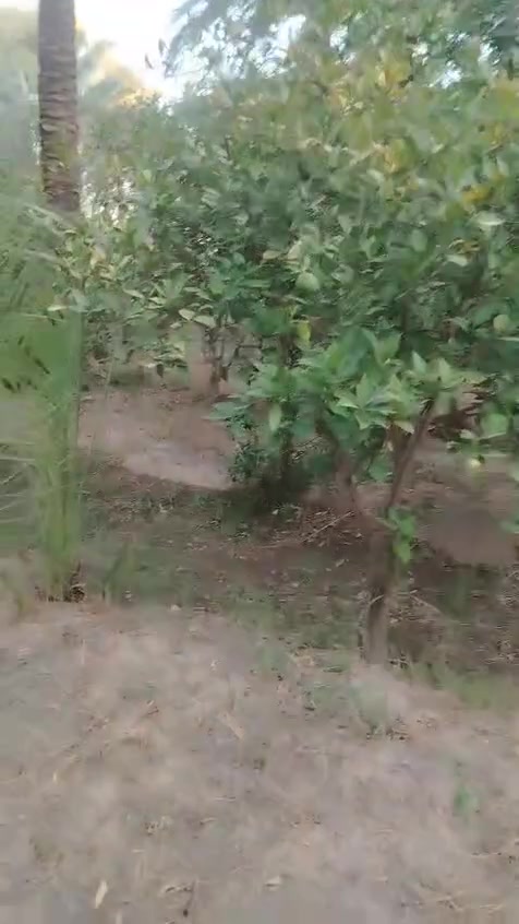 يالله
للبيع نص دونم في بغداد منطقه الراشديه

جنس العقاري سند ٢٥
كل خدمات فيه ماء اساله وماء روئي وكهرباء ويوجد فيه نخيل وحمضيات ونفضيات لاستفسار تصل رقم او مراسلة *********** سعر 155بيه مجال
