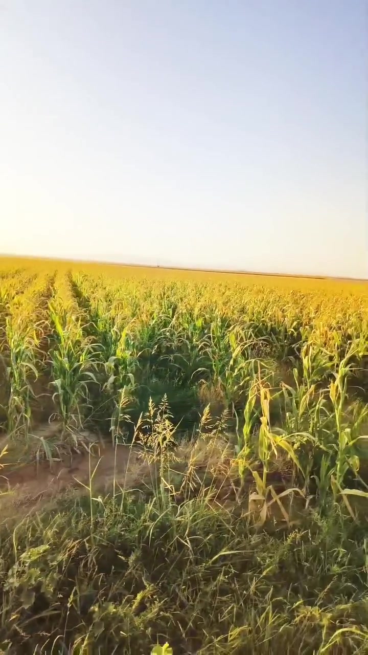 صفره سيلاج للبيع
***********
