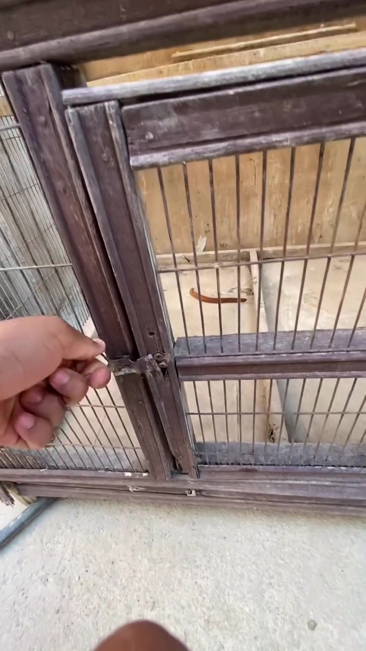 سلام عليكم قفص للبيع نضافته ٨٠/١٠٠ مثل ماواضح عدكم بلفيديو طول ١متر ونص وعرض ١ متر السعر ٢٥ وبي مجال العنوان بغداد الدوانم الاتصال ع الرقم  ***********

