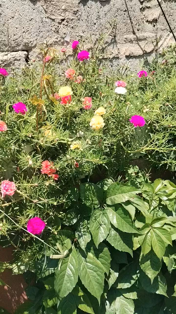 ورد الصباح العراقي جميع الألوان


**إذا كنت صاحب هذا الإعلان وتريد حذفه لأي سبب، رجاءا أرسل رسالة إلى الدعم الفني**