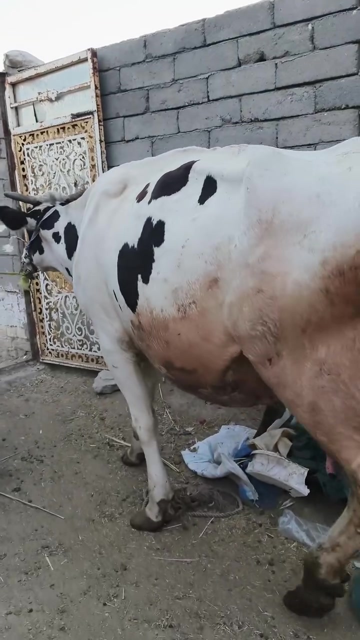 سلام عليكم ورحمة دابه زراعيه فول مواصفات دابه خشنة مشروطه على كول عيب وراه حوله فرنسيه حليب خير من الله خشانه  كلش ***********
