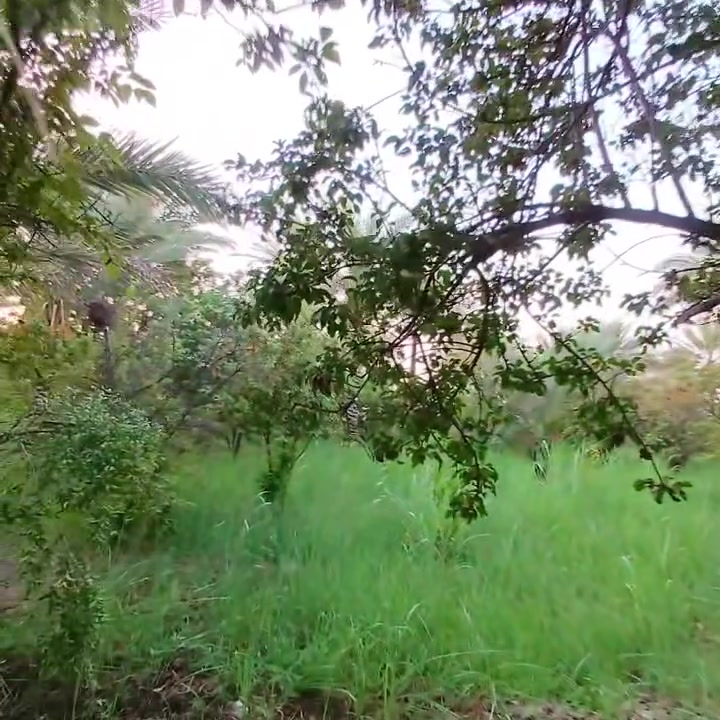 السلام عليكم - دونم للبيع الموقع بغداد 🌿🌴 الراشدية - قرب البحيرة أو المراسمة - صنف العقار طابو  25 -تحويل مباشر بأسم المشتري - الواجهية -70 -النزال ￼ 36 بستان مثمرة موقع مميز الاستفسار اكثر الاتصال على الرقم  ينباع نص او دونم 

📞👆‏ ‭***********

#عقارات #بغداد #الراشدية #بيع #المساحه_دونم #الواجهة #ونزال #بساتين
