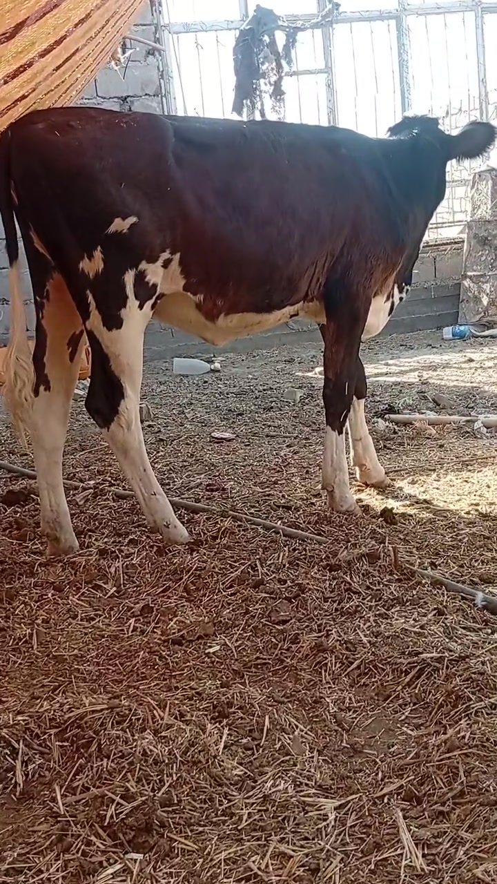 اباجير سمنتال الاصلي شرط نوع حلاب
وحده عمر سنه خشنه والثانيه عمر ٧ اشهر متعهدات بكافه شروط الجني بابل ناحيه الشوملي السعر التك ١٦٥٠ للاتصال *********** واتساب *********** يوجد توصيل لبعض المحافظات وحسب الاتفاق
